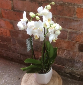 Phalaenopsis Orchid